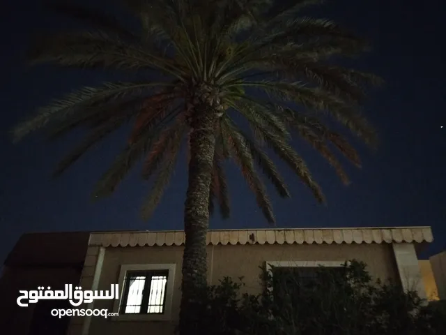 نخله بكرارى 13 متر للبيع