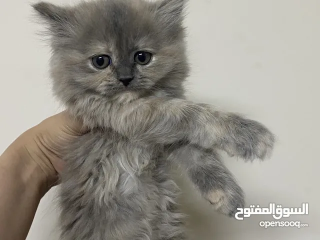 سكوتش مكس شانشلاا