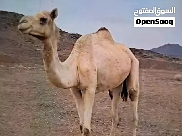 ناقه للبيع
