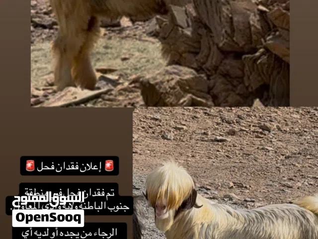 فقدان فحل من حلال الرحبي