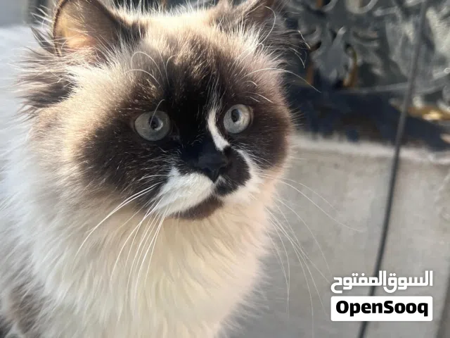 قطه للتبني