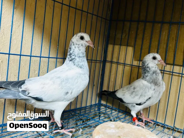 عدد 4 قص باكستاني زغاليل تقليب و توب  تبارك الله