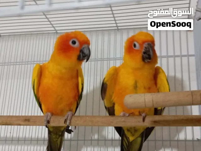 كوبية مصوقرة صن كنيور انتاج محلي