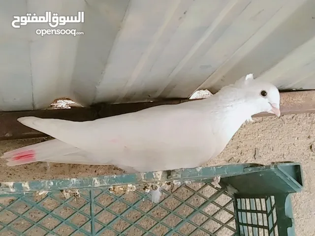 ارفليه نثيه