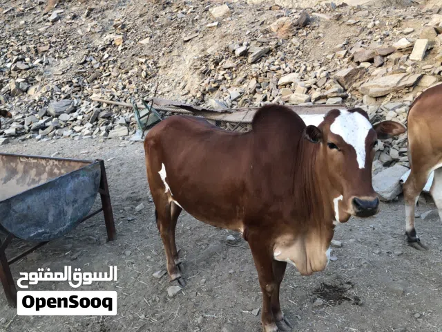 للبيع خبشه لحم وشحم شي فاخر