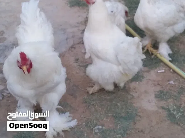 للبيع دجاج