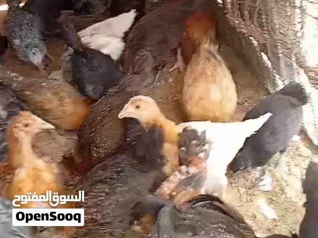 دجاج عربي للبيع