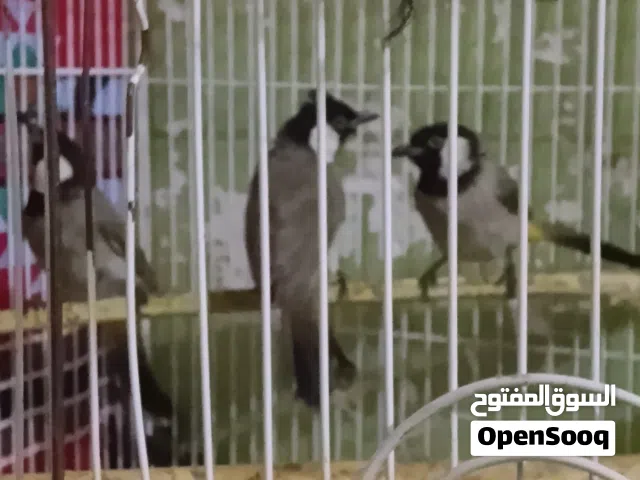 السلام عليكم افتح بلابل عدد خمسه