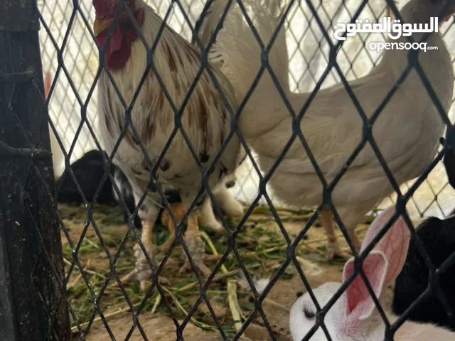 جميع أنواع الدجاج بلدي وسمان وبراهما يوجد لدينا بط وبيض السمان.