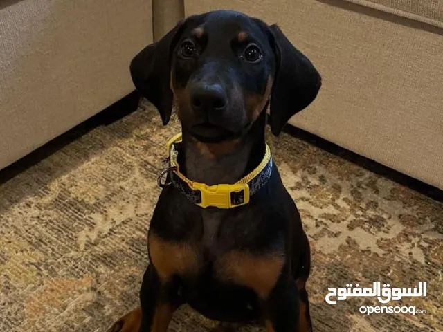Purebred female Doberman puppy Playful Loyal and Ready for Love! Let her be your new bestie