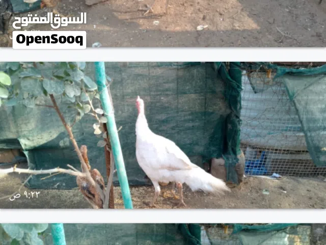 زوج فسيفس   الفحل ابيض والنثيه صفره اول بياض  جبتهن مخاليف  الطيور عرب مو معمل