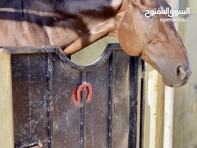 حصان انجليزي سليم مايشكي من شي للبيع