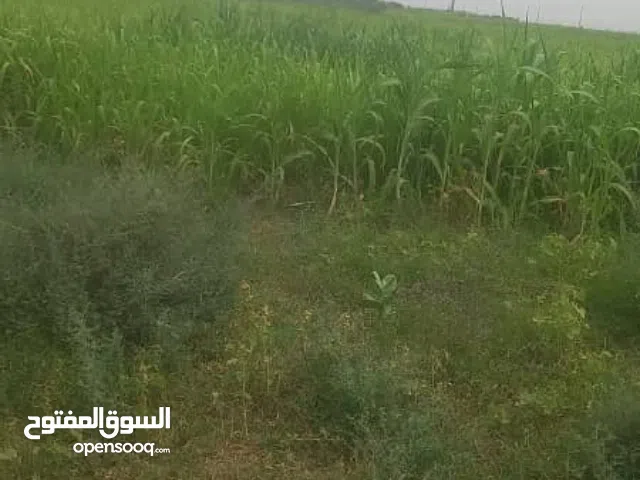 ارض زراعيه للبيع