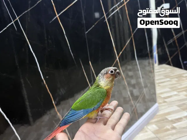 قرين شيك اليف