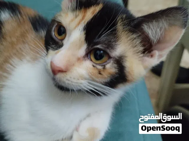 قطط للتبني مجانا