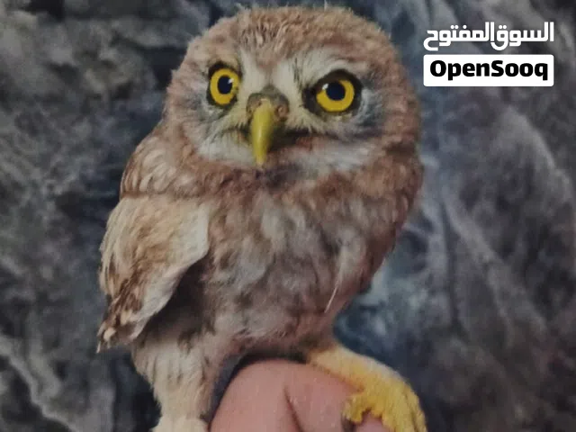 بوم للبيع