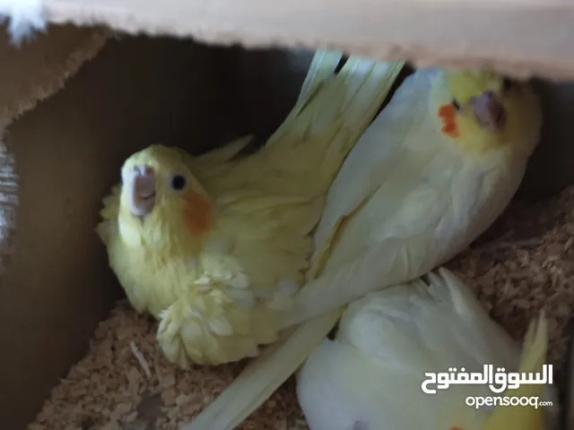 طيور كوكتيل مع فراخ
