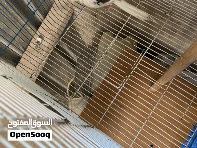 بسم الله ما شاء فحل بايد كريمي  حبة جانبو طالع من ستاندر