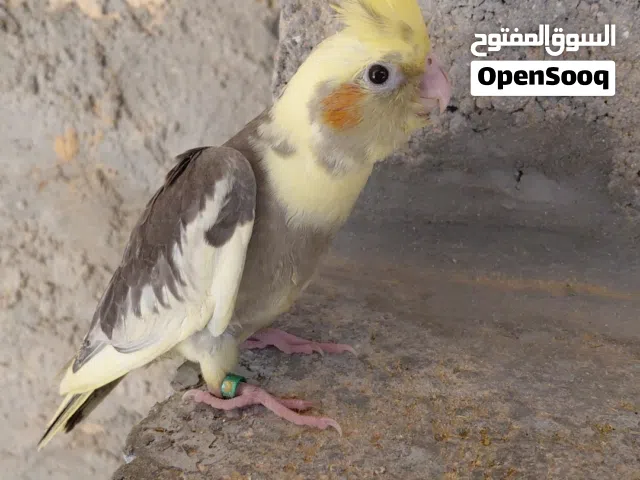 ذكر كوكتيل مروض للبيع