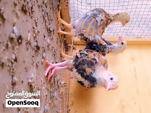 متاح افراخ شمسي