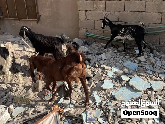 السلام عليكم قطاريات يومنا ب 400 واثنين شاميات ويا افغاني ب 500