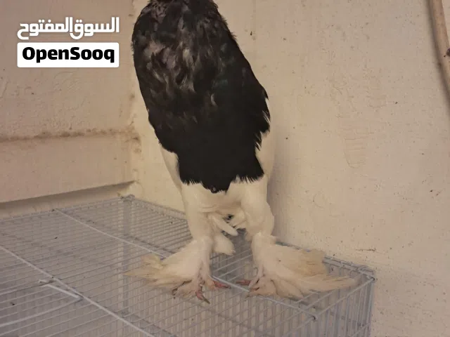 للبيع دياجه تايلندي زاحف مستوى