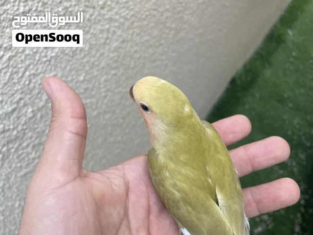 لوف بيرد اليف