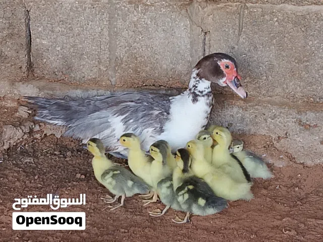 اناتي بط رصاصي