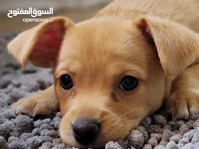 مطلوب كلب للتبني يفضل جرو و ليس كلب بلدي    Lookin for dog