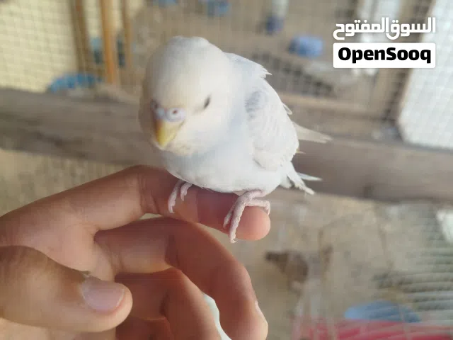بقلينو مروض توصيل داخل مصراتة فقط