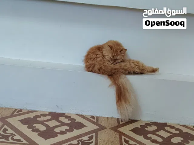 قطة شيرازية للبيع