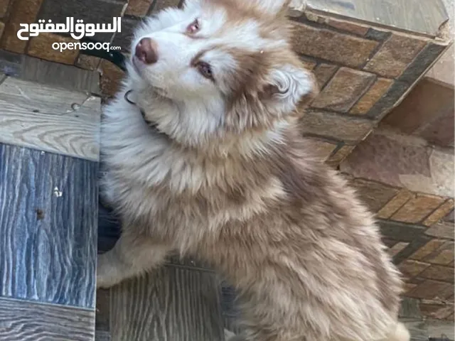 هاسكي بيور