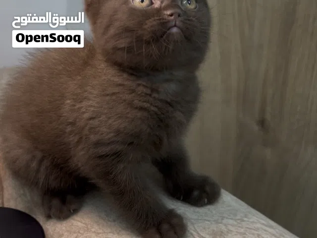 انثى سكوتش ستريت تشوكلت !!!