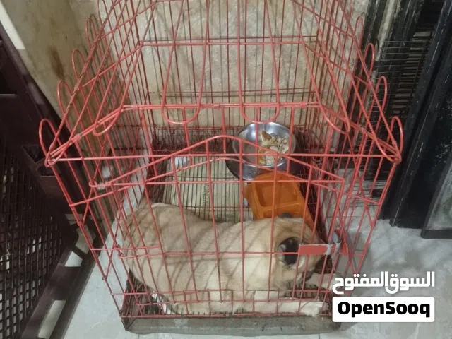 قفص مترونصف وقفص 60سم