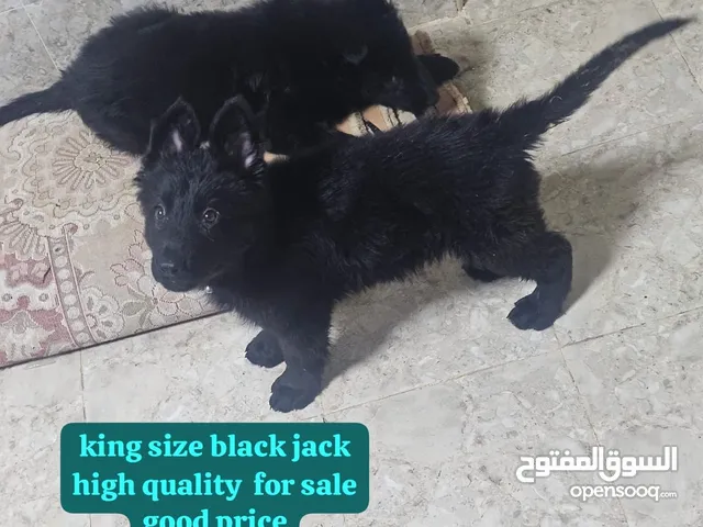 جراوي للبgerman shepherd & black jack puppies black and tan with pidegree work line and show line