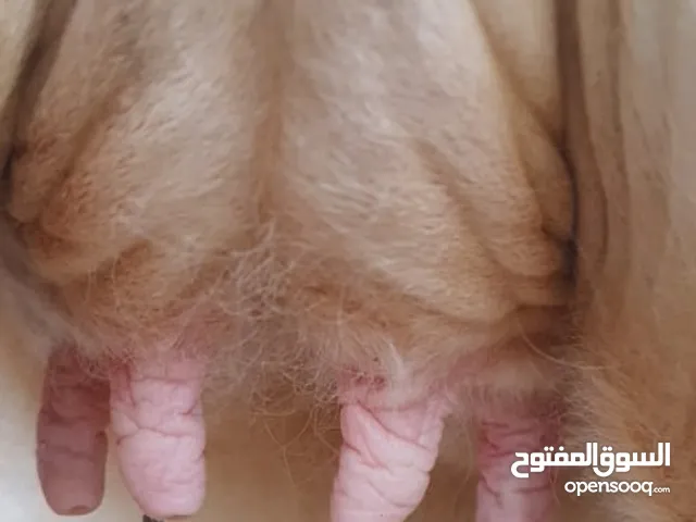 عجله المانيه
