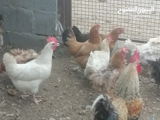 دجاج عماني حل بيع 38 دجاجه و4 دياكه