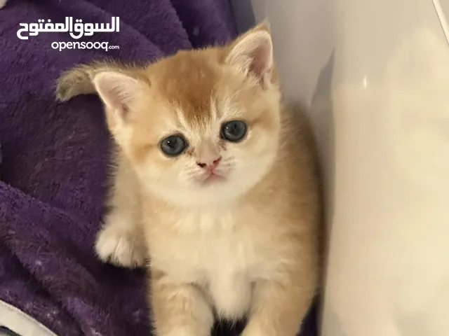 British shorthair Ny12