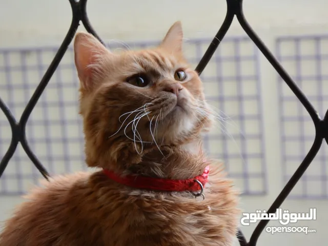 3 year old male orange cat for adoption