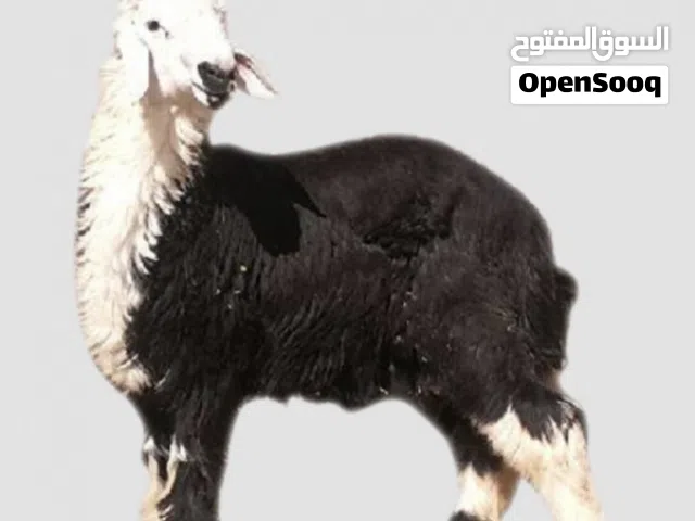 جزار سوري محترف