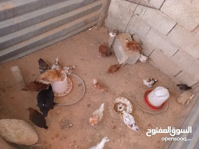 السلام عليكم ورحمة الله وبركاته كتكوت للبيع المكان الجبل الغربي جادو