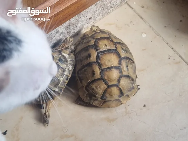 2 Tortoise