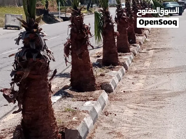 نخيل مثمر ونخيل للزينه جميع الاحجام