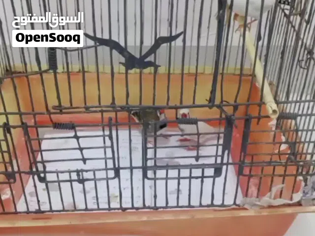 فناجس 3 ازواج