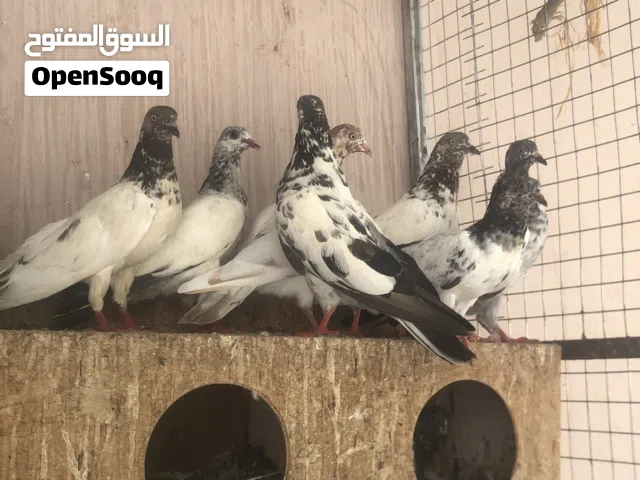 حمام باكستاني