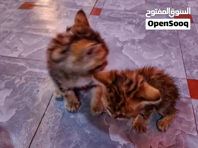 لبيع صغار عمرهن شهر ونص