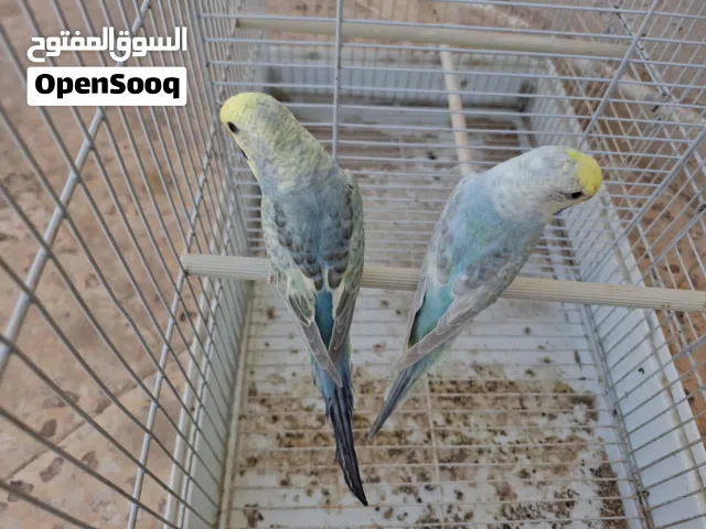 2 اناثي جاهزات حجم ولون