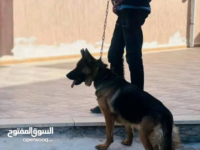 كستم نتاية وربي يبارك تعال شوف بعينك