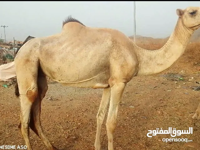 ناقة اركيه العدد 2