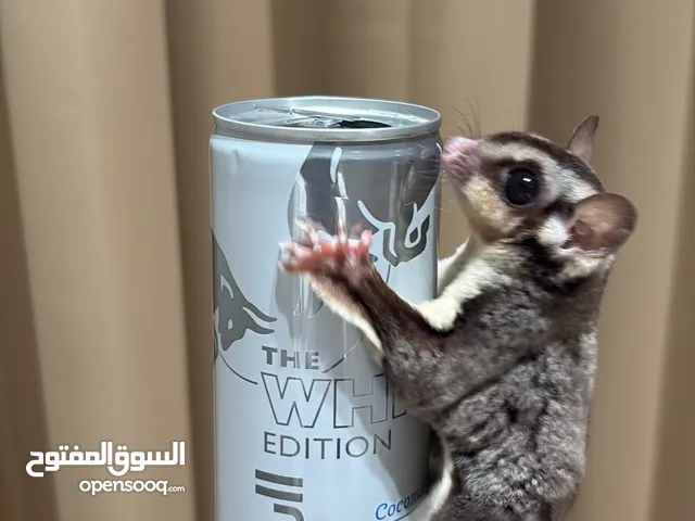 Sugar glider